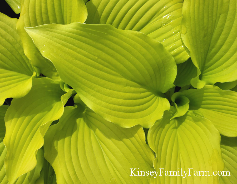 Plantain Lily Hosta Plants For Sale Kinsey Family Farm