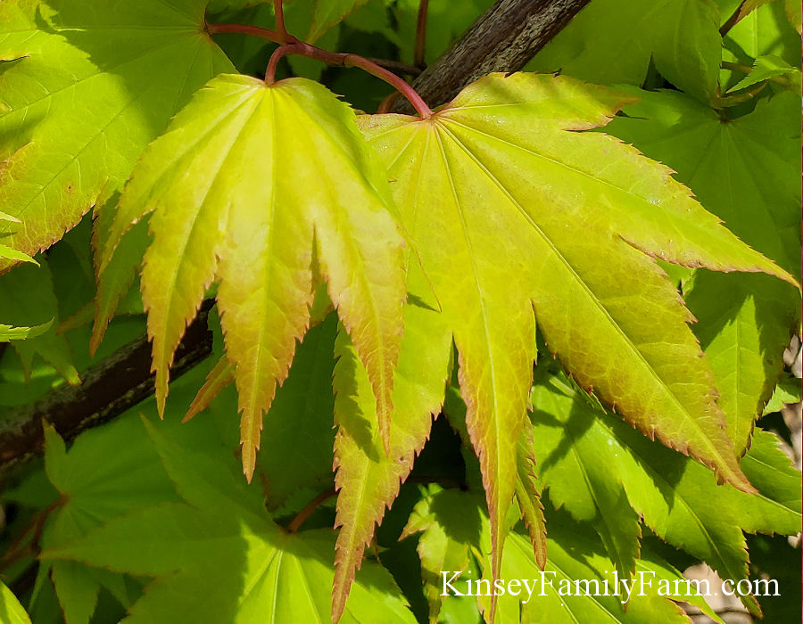 Green Maple Leaf - Tree Leaf Series