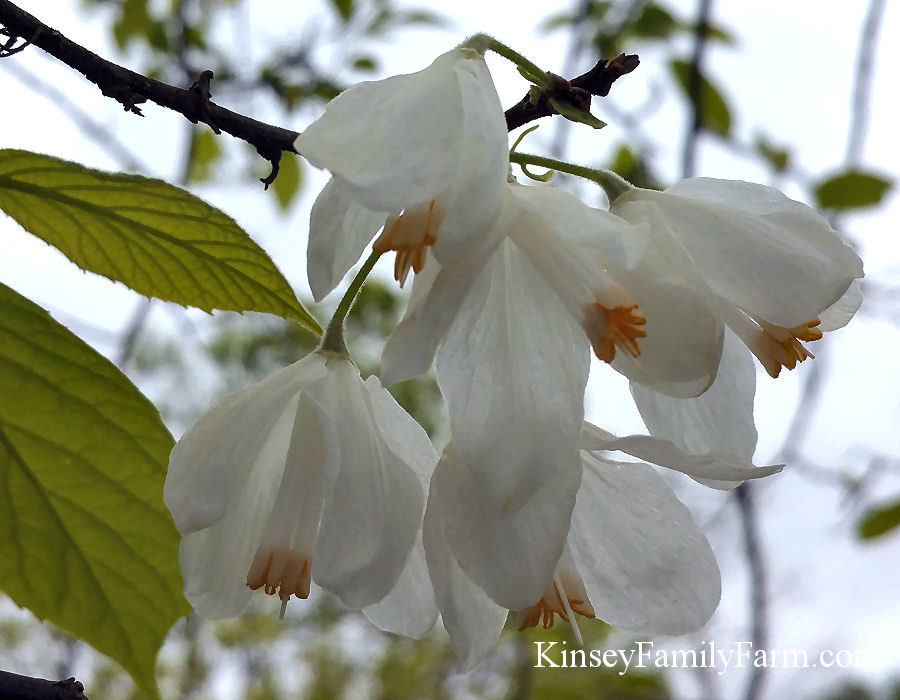 39 Best White Flowering Trees for Your Garden and Landscaping
