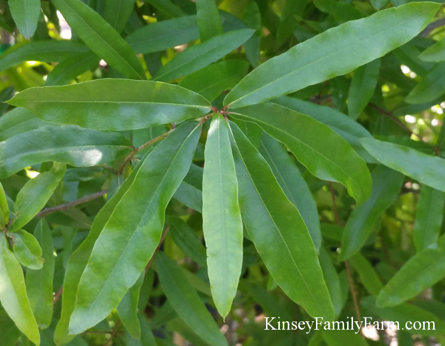 willow oak leaf identification