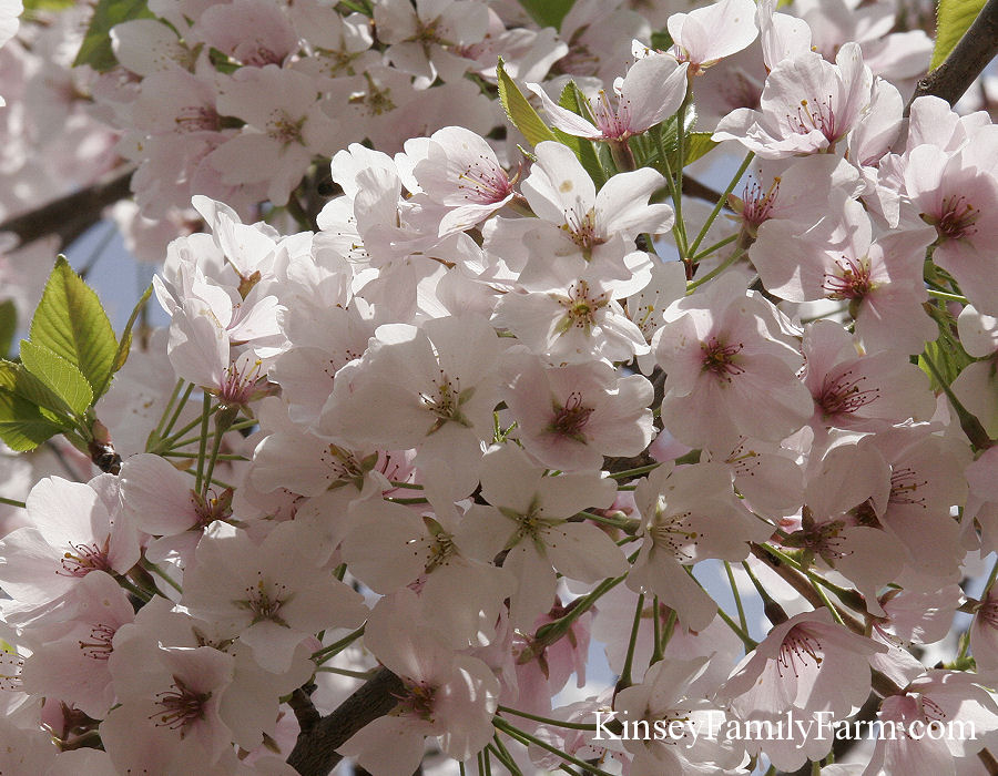 Flowering Cherry Trees For Sale Georgia | Kinsey Family Farm